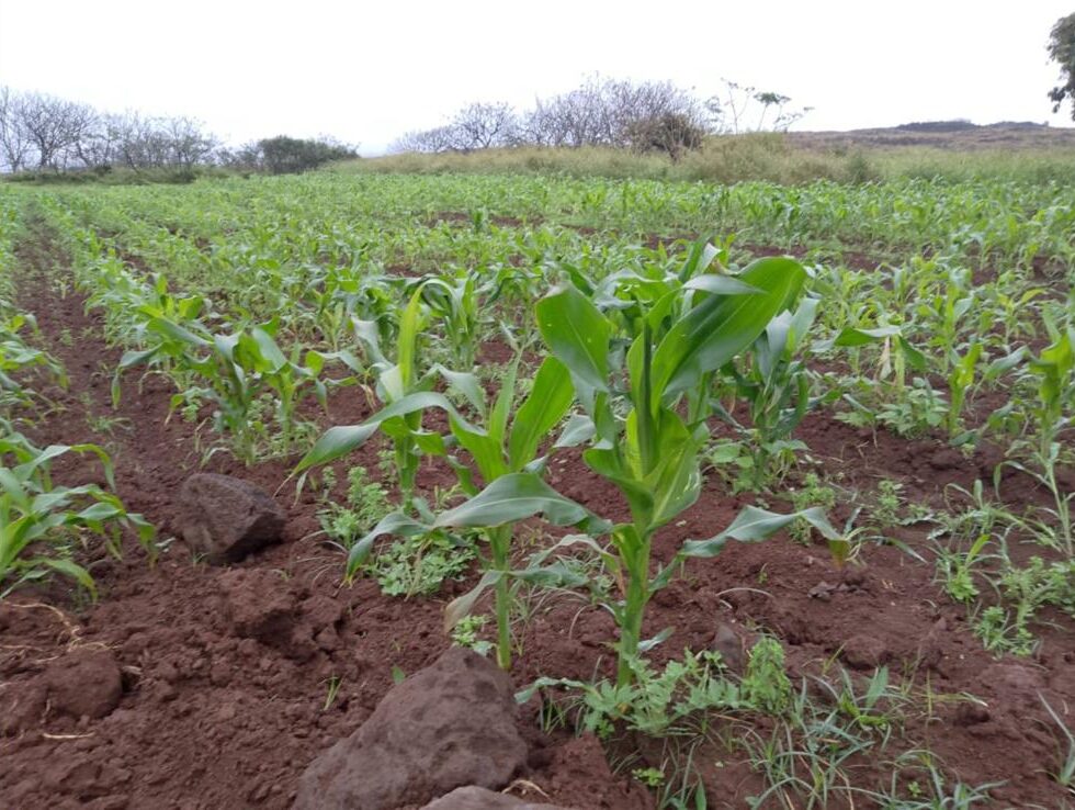 Rapa Nui crops growing in the unique volcanic soil